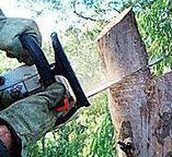 Best Emergency Tree Removal  in Buckner, KY