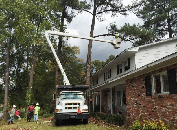 Reliable Buckner, KY Tree Care Solutions