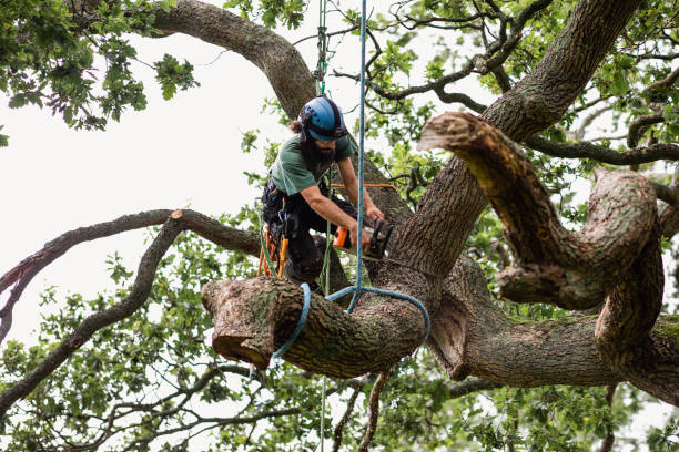Best Stump Grinding and Removal  in Buckner, KY