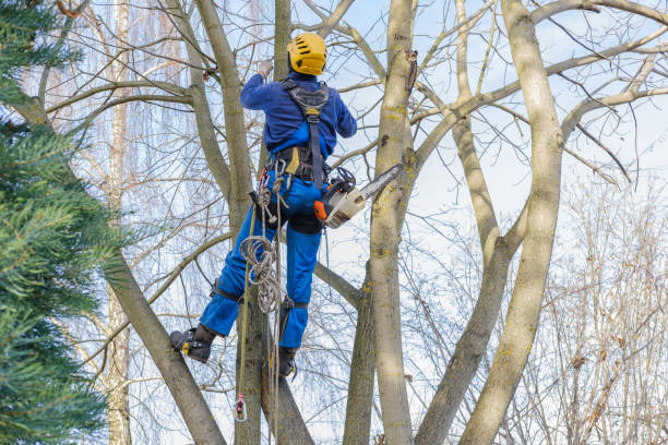 Best Leaf Removal  in Buckner, KY