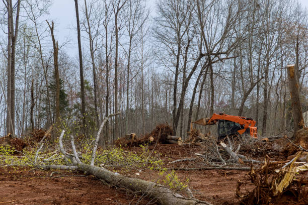 How Our Tree Care Process Works  in  Buckner, KY