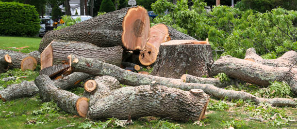 Best Lawn Renovation and Restoration  in Buckner, KY