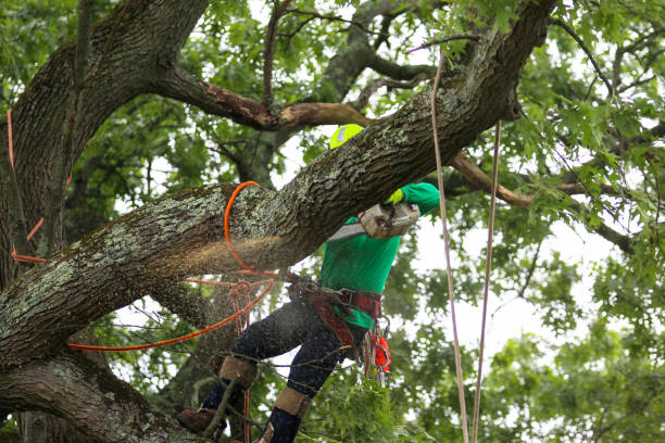 Lawn Maintenance Plans in Buckner, KY