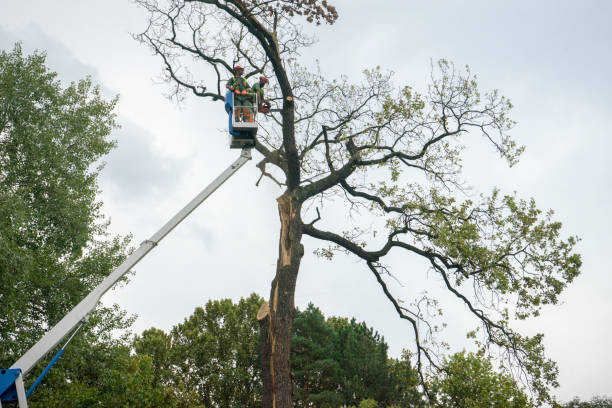 Best Tree Removal  in Buckner, KY