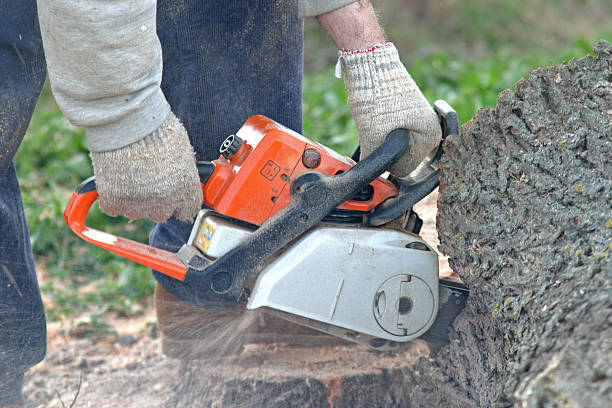 Best Arborist Consultation Services  in Buckner, KY