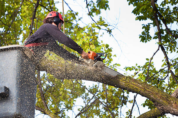 Best Lawn Pest Prevention  in Buckner, KY