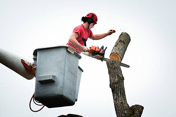Best Fruit Tree Pruning  in Buckner, KY