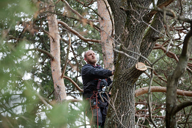 Best Tree Trimming and Pruning  in Buckner, KY