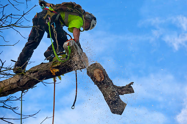 Best Storm Damage Tree Cleanup  in Buckner, KY