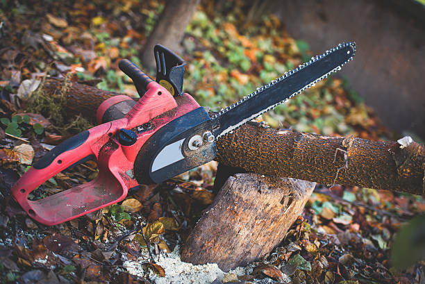 Best Tree Preservation Services  in Buckner, KY