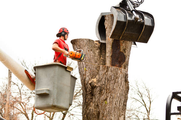 Best Seasonal Cleanup (Spring/Fall)  in Buckner, KY