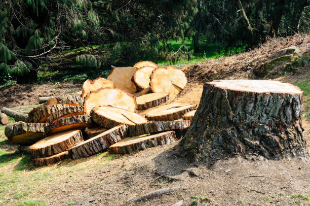Best Commercial Tree Services  in Buckner, KY